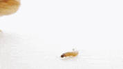 lunch eat GIF by ADWEEK