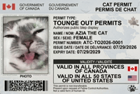 Cat Meme GIF