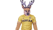 Tarjeta Yucatan Sticker by Venados FC