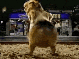 Video gif. A hamster is standing outside of Blockbuster and is throwing down with its plump little booty bouncing up and down quickly.