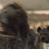 sad lion GIF by BBC America