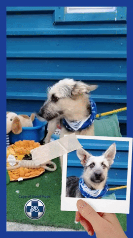 SPCA giphyupload GIF