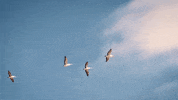 oceansoundsfestival victoria phillip island visit victoria ocean sounds GIF