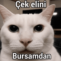 Bursa Kedy GIF