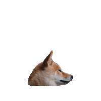 Shiba Inu Pokemon Sticker by Geekster Pets