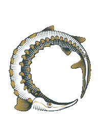 Store Beluga Sticker by Rhön-Caviar