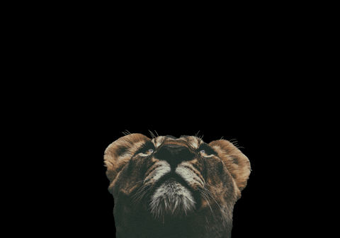 GIF by Angharad Sage