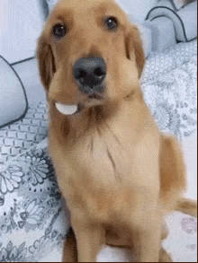 cuteanimalland giphyupload GIF