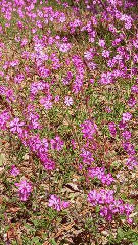 Simongip giphyupload GIF