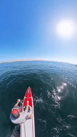 Whales Join Paddleboarder During 'Amazing' Day on the Water