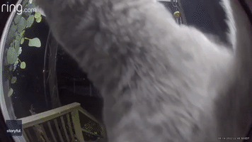 Kitten Returns Home by Alerting Doorbell Camera