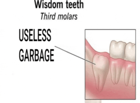 Wisdom Teeth GIF