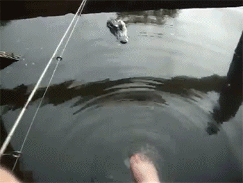 swamp people kick GIF