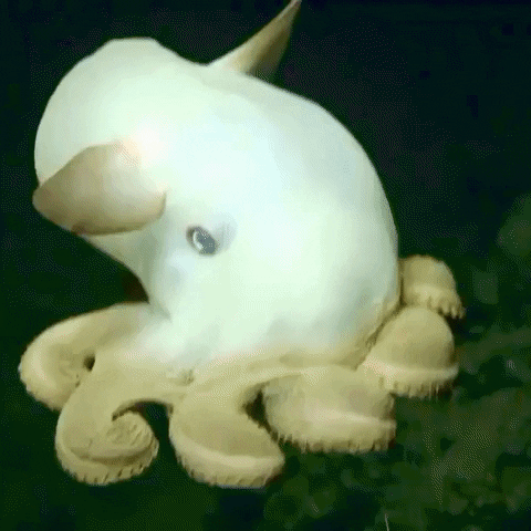 Dumbo Octopus Sea GIF by OctoNation® The Largest Octopus Fan Club!