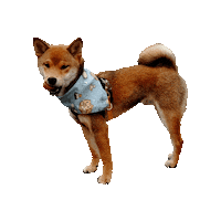 Shiba Inu Tongue Out Sticker by Geekster Pets