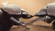 National Geographic Bug GIF by Nat Geo Wild