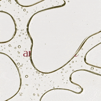 Hair Care GIF by Rene Furterer