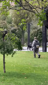Chimp Loose in Ukraine's Kharkiv Returns to Zoo After Staffer Dresses Her in Hoodie