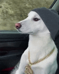 Jindo GIF