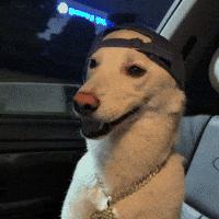 Jindo GIF