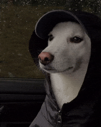 Jindo GIF