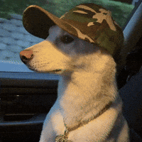 Jindo GIF
