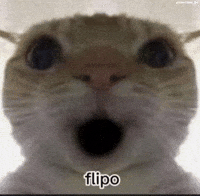 Shocked Cat GIF