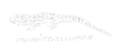 Wild Animal Reptile Sticker by Please Enjoy This!