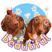 This Is Gorgeous You Are Beautiful Sticker