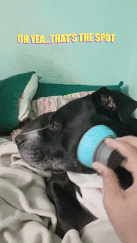 ZenPibble giphygifmaker GIF