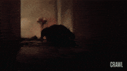 dog attack GIF by The Crawl Movie