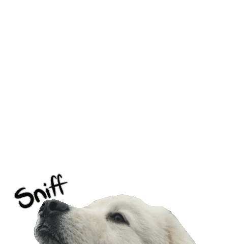 Sniffing Great Pyrenees Sticker
