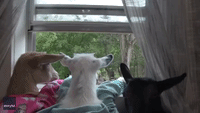 Little Girl Reads to Pet Goats on a Rainy Day