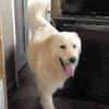 Dog Face GIF by MOODMAN