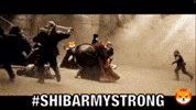 Shiba GIF by SHIB MEMES