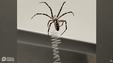 yj_jane giphygifmaker GIF