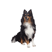 tianadoodles dog puppy pup frankie Sticker