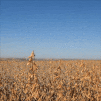 Agro Soja GIF by intactarr2pro