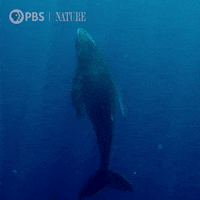 Pbs Nature Ocean GIF by Nature on PBS