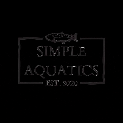 SimpleAquatics giphygifmaker fish pet simple GIF