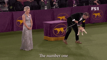 The Number One Dog Among All Breeds