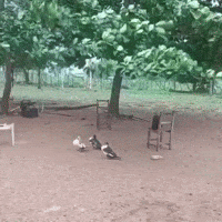 Bird Bike GIF