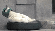 Happy Polar Bear GIF