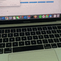 Bernedoodle Hello GIF