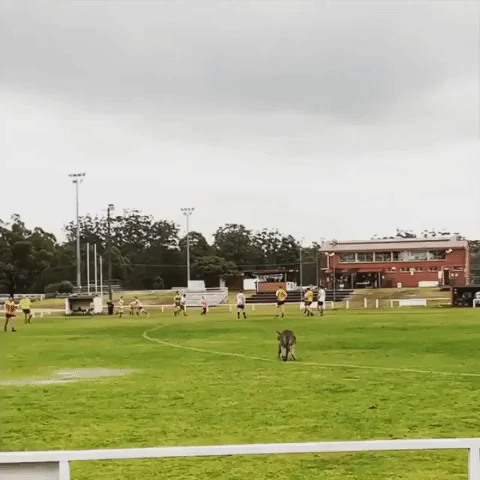 Kangaroo Invades Australian Rules Football Match on New South Wales South Coast