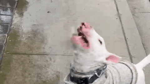 cuteanimalland giphyupload GIF