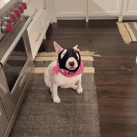 Bull Terrier Dawg GIF