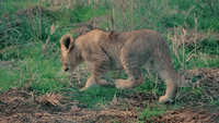 Lion Cubs Make 'Roaring Debut' at South Australia Safari Park