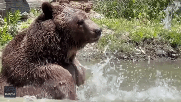 Great Big Bear Takes a Refreshing Dip