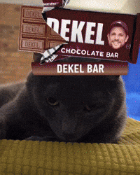 Cat Lol GIF by D.C. Pickleball Team